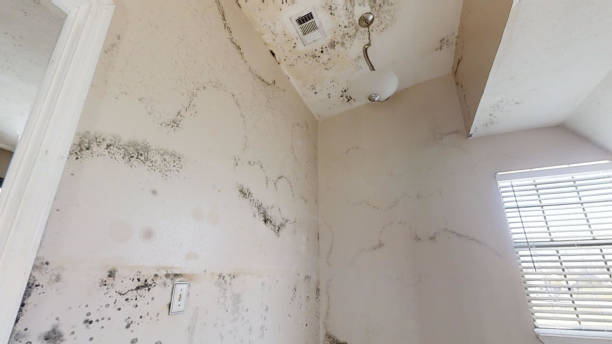 Reliable Rosemont, IL Mold Removal Solutions