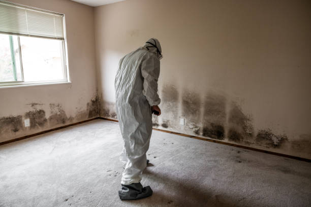 Biohazard Mold Removal in Rosemont, IL